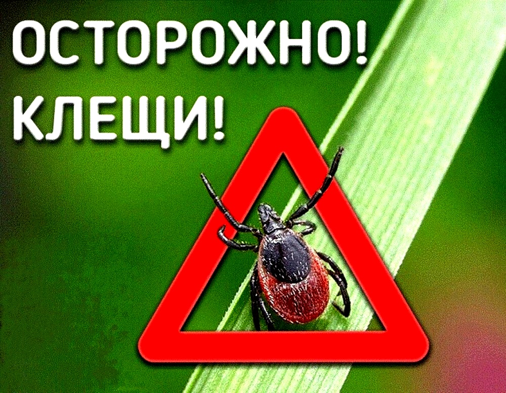 Осторожно! Клещи Осторожно! Клещи