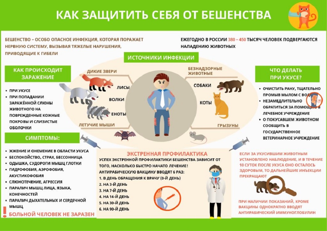 Как защитить себя от бешенства Как защитить себя от бешенства