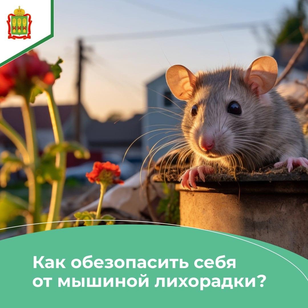 C наступлением тепла возрастает риск заражения так называемой «мышиной» лихорадкой
