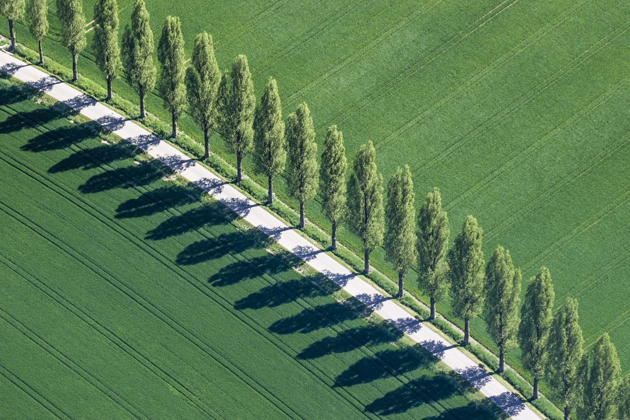 Аренда участков занятых учтенными агролесомелиоративными насаждениями Аренда участков занятых учтенными агролесомелиоративными насаждениями
