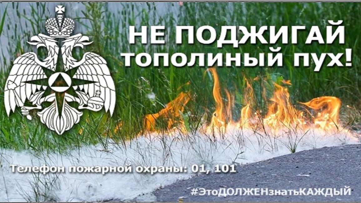 Опасность тополиного пуха Опасность тополиного пуха