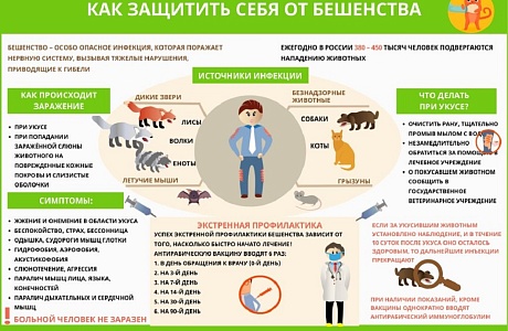 Как защитить себя от бешенства Как защитить себя от бешенства
