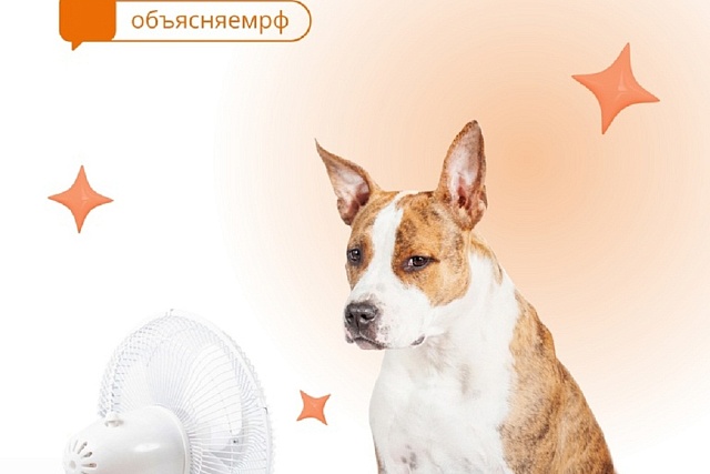 Как помочь домашним животным в жару?