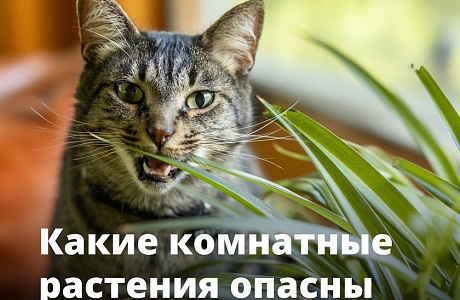 Какие комнатные растения опасны для кошек? Какие комнатные растения опасны для кошек?