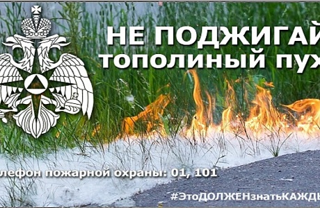 Опасность тополиного пуха Опасность тополиного пуха