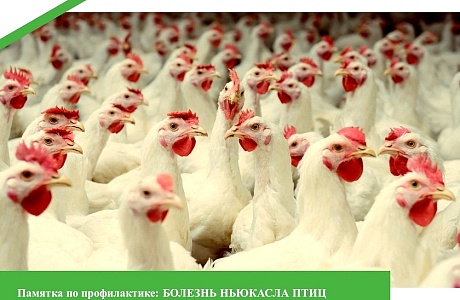Памятка по профилактики: Болезнь Ньюкасла птиц